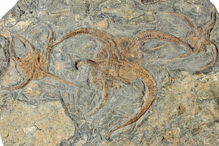 Plate With Four Fossil Brittle Stars (Ophiura) - Morocco #233112